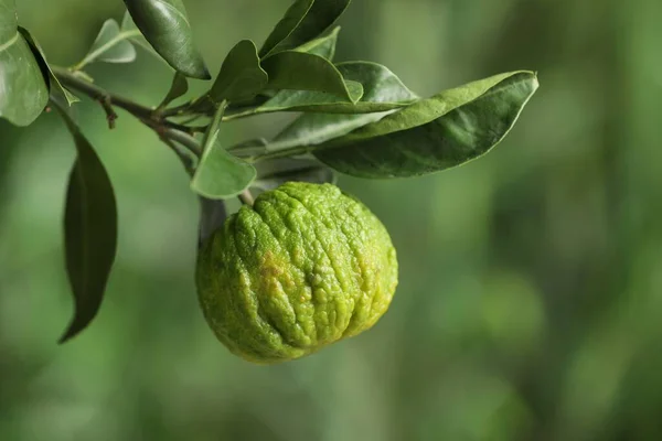 Vista Primer Plano Del Árbol Bergamota Con Frutas Aire Libre — Foto de Stock