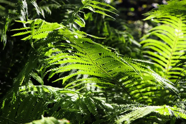 Piękna Paproć Bujnymi Zielonymi Liśćmi Rosnącymi Zewnątrz — Zdjęcie stockowe