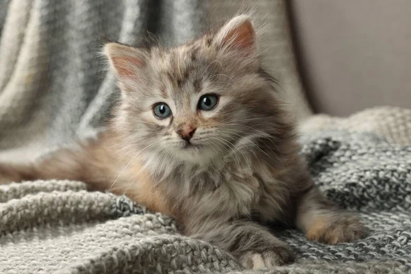 毛毯上的小猫很可爱 小动物 — 图库照片