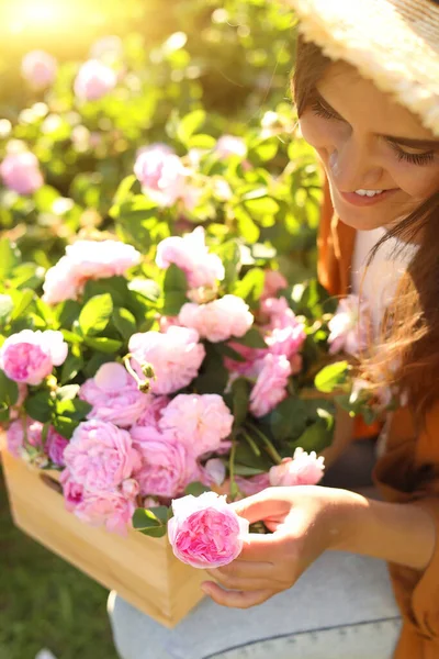 Jonge Vrouw Met Krat Met Mooie Thee Rozen Tuin Close — Stockfoto