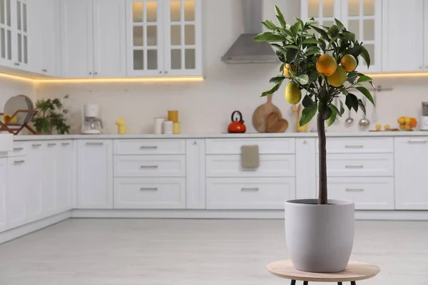 Limão Envasado Com Frutas Maduras Pequena Mesa Cozinha Espaço Para — Fotografia de Stock