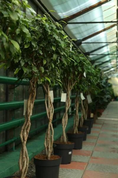 Vackra Flätade Ficus Benjamina Träd Som Växer Växthus — Stockfoto
