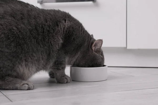 Şirin Skoç Heteroseksüel Kedi Evdeki Evcil Hayvan Mamasından Besleniyor — Stok fotoğraf
