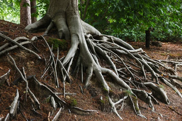 Bellissimo Albero Con Radici Che Mostrano Fuori Terra Nella Foresta — Foto Stock