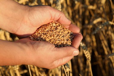 Man holding handful of wheat grains in field on sunny day, closeup