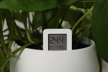 Termometresi olan dijital higrometre ve saksıda bitki, yakın plan.