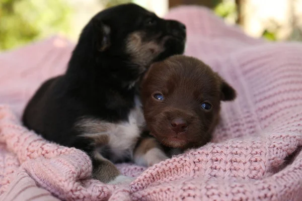 Cute Puppies Pink Knitted Blanket Closeup — Zdjęcie stockowe