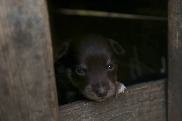 在木制的狗窝里可爱的小狗 友善的狗 — 图库照片