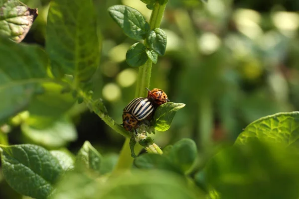 Colorado Potato Beetles Green Plant Outdoors Closeup — Stock Photo, Image