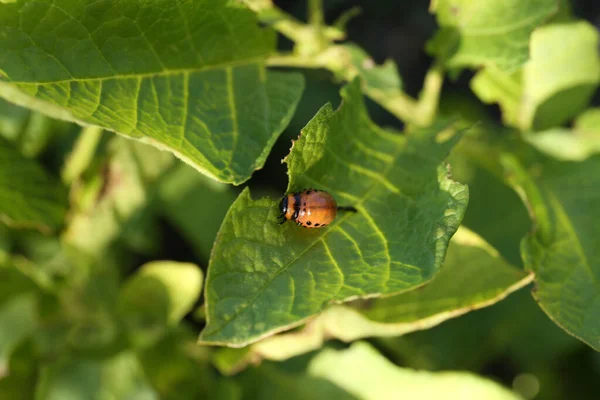 Larva Colorado Potato Beetle Green Plant Outdoors Top View — Stock Photo, Image