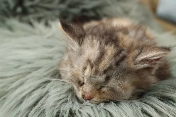 Cute Kitten Sleeping Fuzzy Rug Baby Animal — Stock Photo, Image