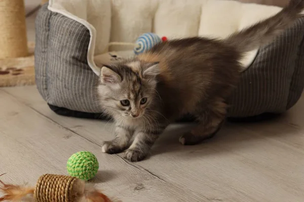 Schattig Pluizig Kitten Met Speelgoed Thuis — Stockfoto
