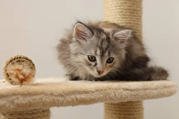 Niedliche Flauschige Kätzchen Mit Spielzeug Auf Katzenbaum Vor Hellem Hintergrund — Stockfoto