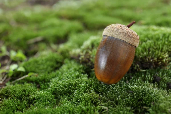 Maíz Musgo Verde Aire Libre Primer Plano Espacio Para Texto —  Fotos de Stock