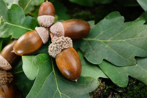 Ekollon Med Eklöv Utomhus Närbild Plats För Text — Stockfoto