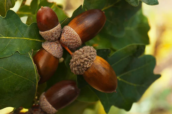 Oak Branch Acorns Leaves Outdoors Closeup — Stock Photo, Image