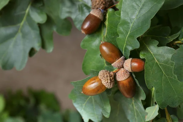 Gren Med Ekollon Och Gröna Blad Utomhus Närbild Plats För — Stockfoto