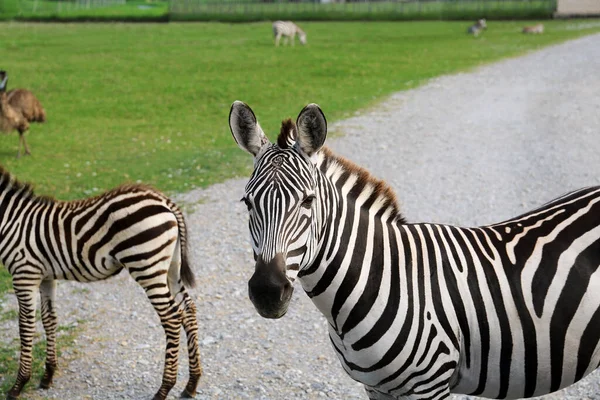 Safari Parkında Güzel Çizgili Afrika Zebraları — Stok fotoğraf