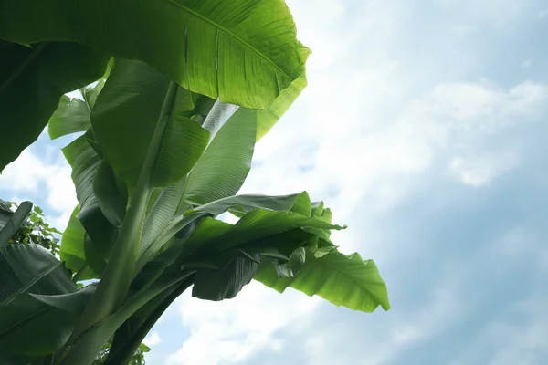 Свіжі Зелені Рослини Банана Тлі Блакитного Неба Низький Кут Зору — стокове фото