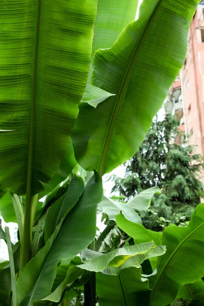 Čerstvé Zelené Banánové Rostliny Rostoucí Venku Tropické Listy — Stock fotografie