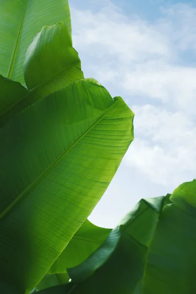 Рослини Свіжих Зелених Бананів Ростуть Відкритому Повітрі Тропічні Листя — стокове фото