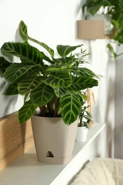 Calathea Zebrina Pflanze Topf Auf Weißem Holzregal Drinnen Hausdekoration — Stockfoto