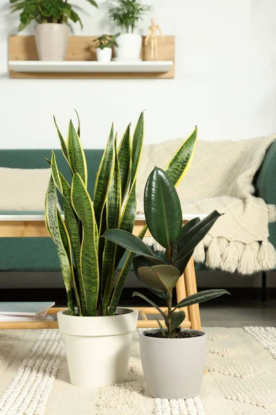 Belles Plantes Vertes Pot Dans Chambre Décor Maison — Photo