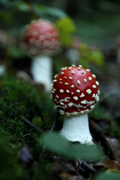 Setas Silvestres Frescas Que Crecen Bosque Primer Plano —  Fotos de Stock