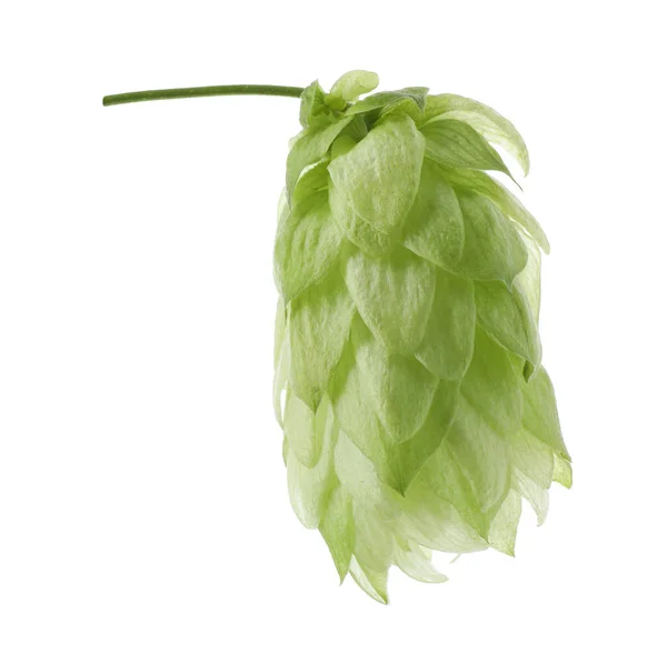 One Fresh Green Hop Isolated White — Stockfoto