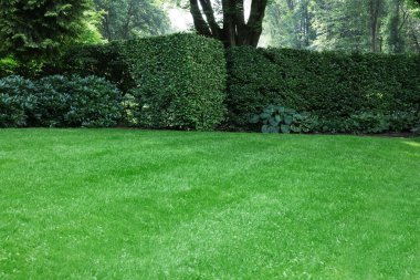 Beautiful lawn with green grass on sunny day