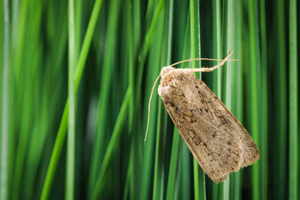 Paradrina Clavipalpis Moth Green Grass Outdoors Space Text — Stock Photo, Image