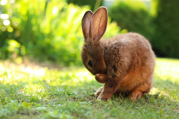 Schattig Pluizig Konijn Groen Gras Buiten Ruimte Voor Tekst — Stockfoto