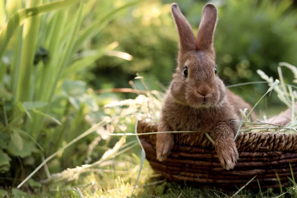 Schattig Pluizig Konijn Rieten Schaal Met Droog Gras Buiten Ruimte — Stockfoto