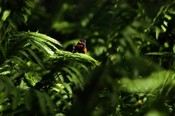Schöner Schmetterling Auf Grünem Farnblatt Freien — Stockfoto