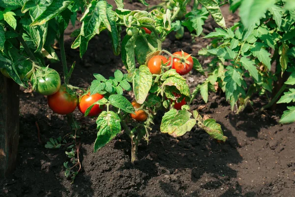 Belle Piante Verdi Con Pomodori Maturi Giardino Nella Giornata Sole — Foto Stock