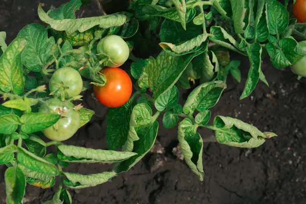 Beautiful Green Plants Ripening Tomatoes Garden — Stockfoto