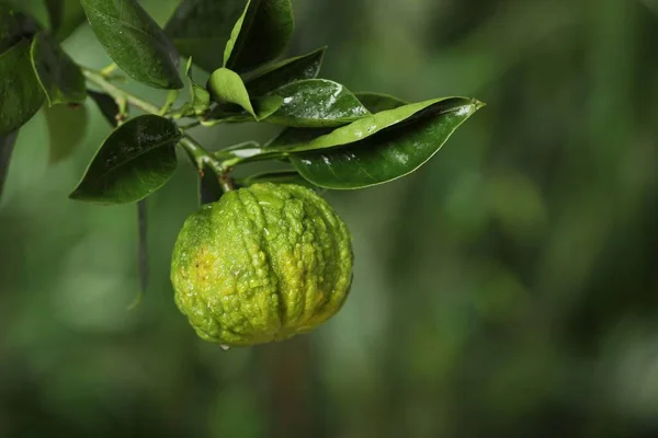 Vista Primer Plano Del Árbol Bergamota Con Frutas Aire Libre — Foto de Stock