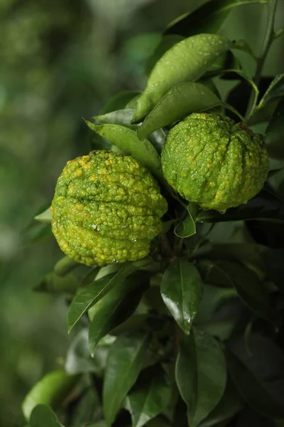 Closeup View Bergamot Tree Fruits Outdoors — Stockfoto