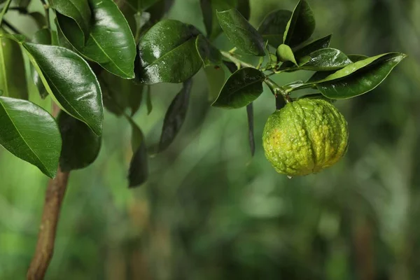 Vista Primer Plano Del Árbol Bergamota Con Frutas Aire Libre — Foto de Stock