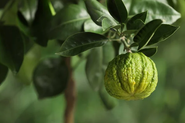 Closeup View Bergamot Tree Fruit Outdoors — Stockfoto