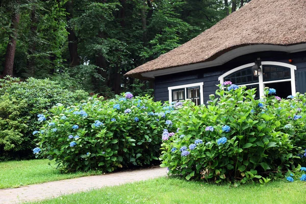 Hortênsias Florescentes Bonitas Jardim Dianteiro Pequena Casa Campo Encantadora Projeto — Fotografia de Stock