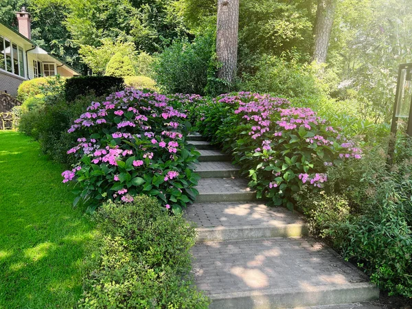 Pathway Beautiful Hydrangea Shrubs Violet Flowers Outdoors — 图库照片