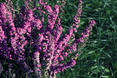 Güneşli bir günde, açık havada çiçek açan Heather çalısı, yakın plan.
