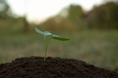 Açık havada yetişen güzel bir tohum.