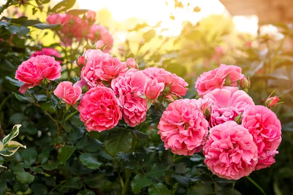 Closeup View Beautiful Blooming Rose Bush Outdoors Summer Day — Fotografia de Stock