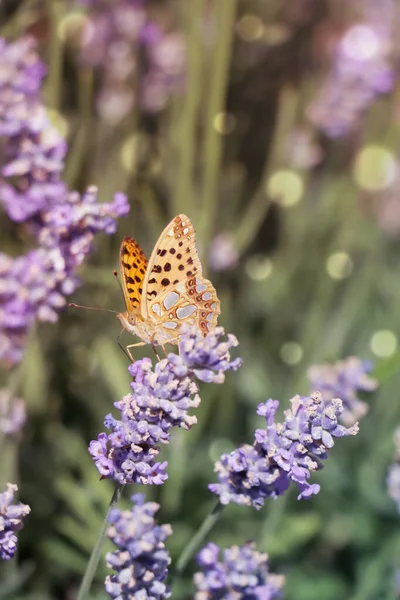 Beautiful Butterfly Lavender Field Sunny Day Closeup — Stock Photo, Image