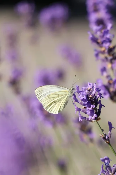 Beau Papillon Dans Champ Lavande Par Une Journée Ensoleillée — Photo