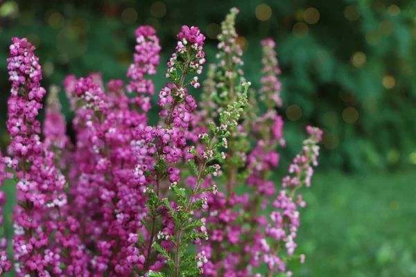 Arbusto Brezo Con Flores Flor Aire Libre Primer Plano — Foto de Stock