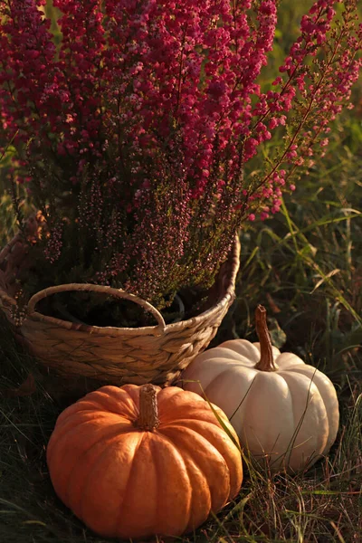 Wicker Basket Beautiful Heather Flowers Pumpkins Green Grass Outdoors — Stockfoto