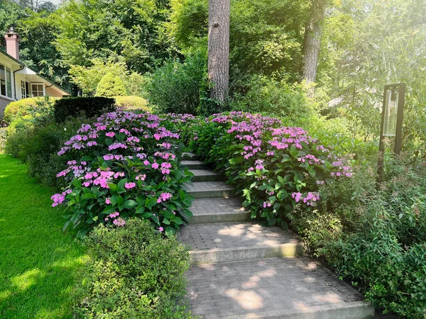 Pathway Beautiful Hydrangea Shrubs Violet Flowers Outdoors — 图库照片